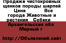 Продажа чистокровных щенков породы шарпей › Цена ­ 8 000 - Все города Животные и растения » Собаки   . Архангельская обл.,Мирный г.